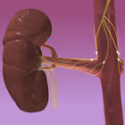 Renal Sympathetic Nerves and Kidney